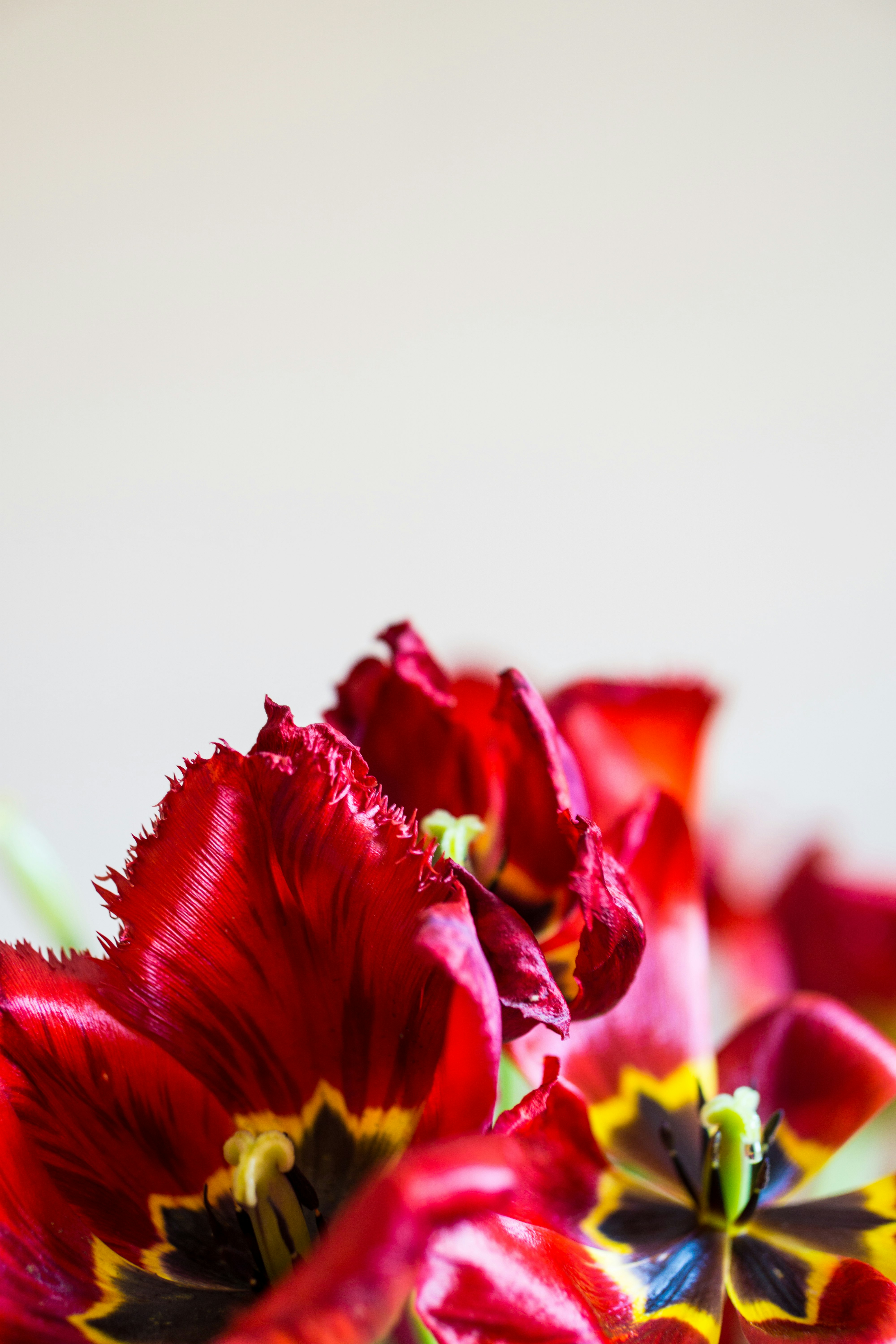 red and yellow flower in white background